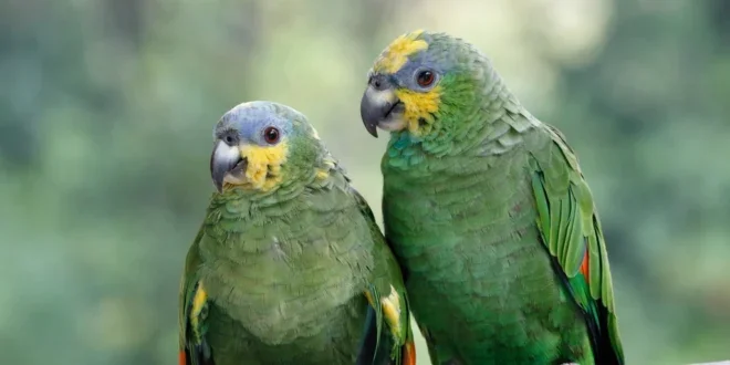 Amazong parrot, orange winged