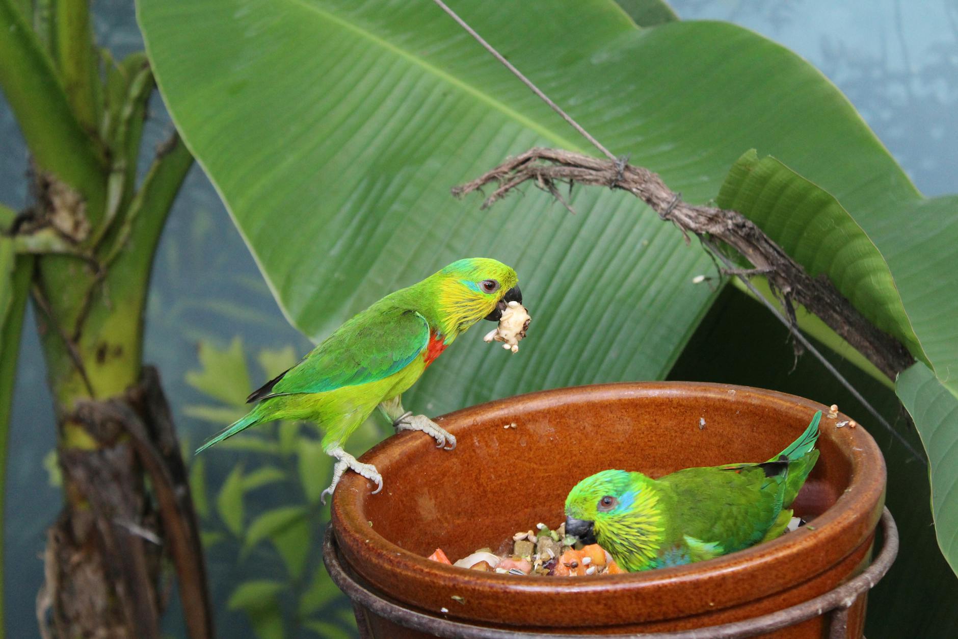 green birds perched on brown pot