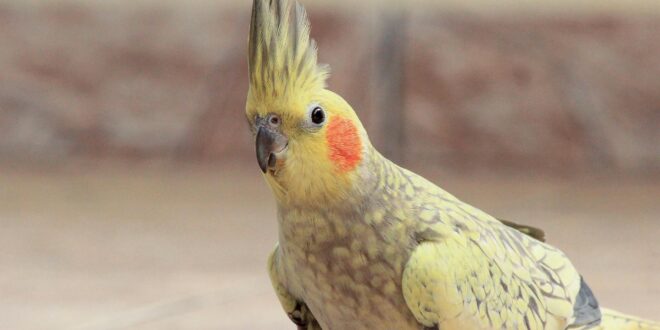 selective focus photography of yellow cockateil