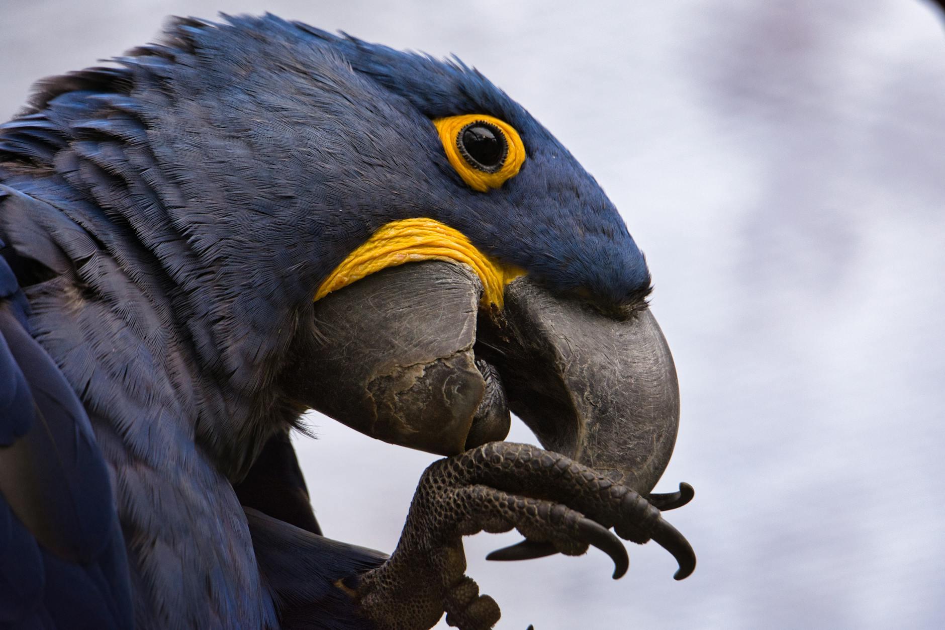 hyacinth macaw in close up photography