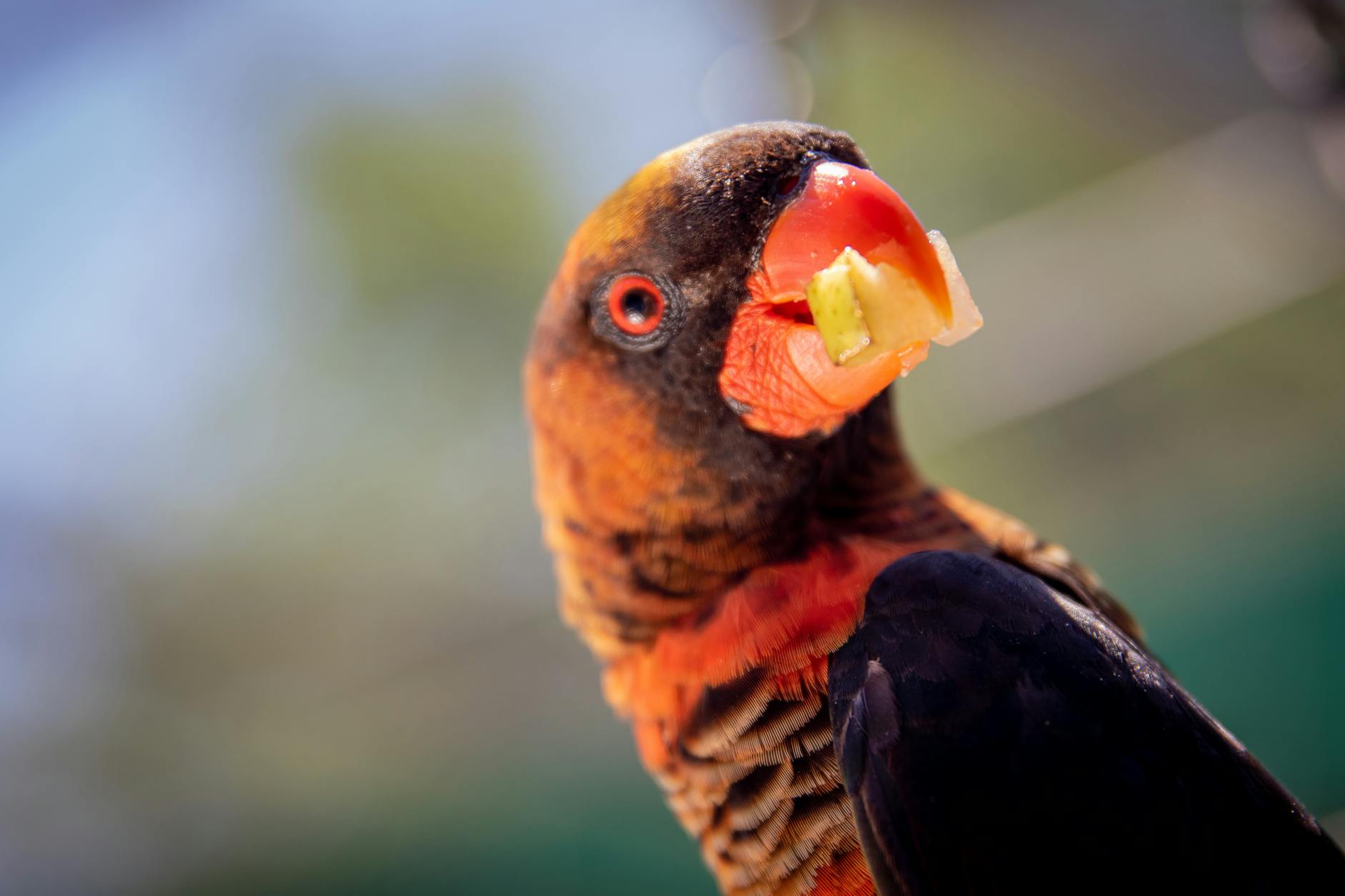 close up photo of parrot