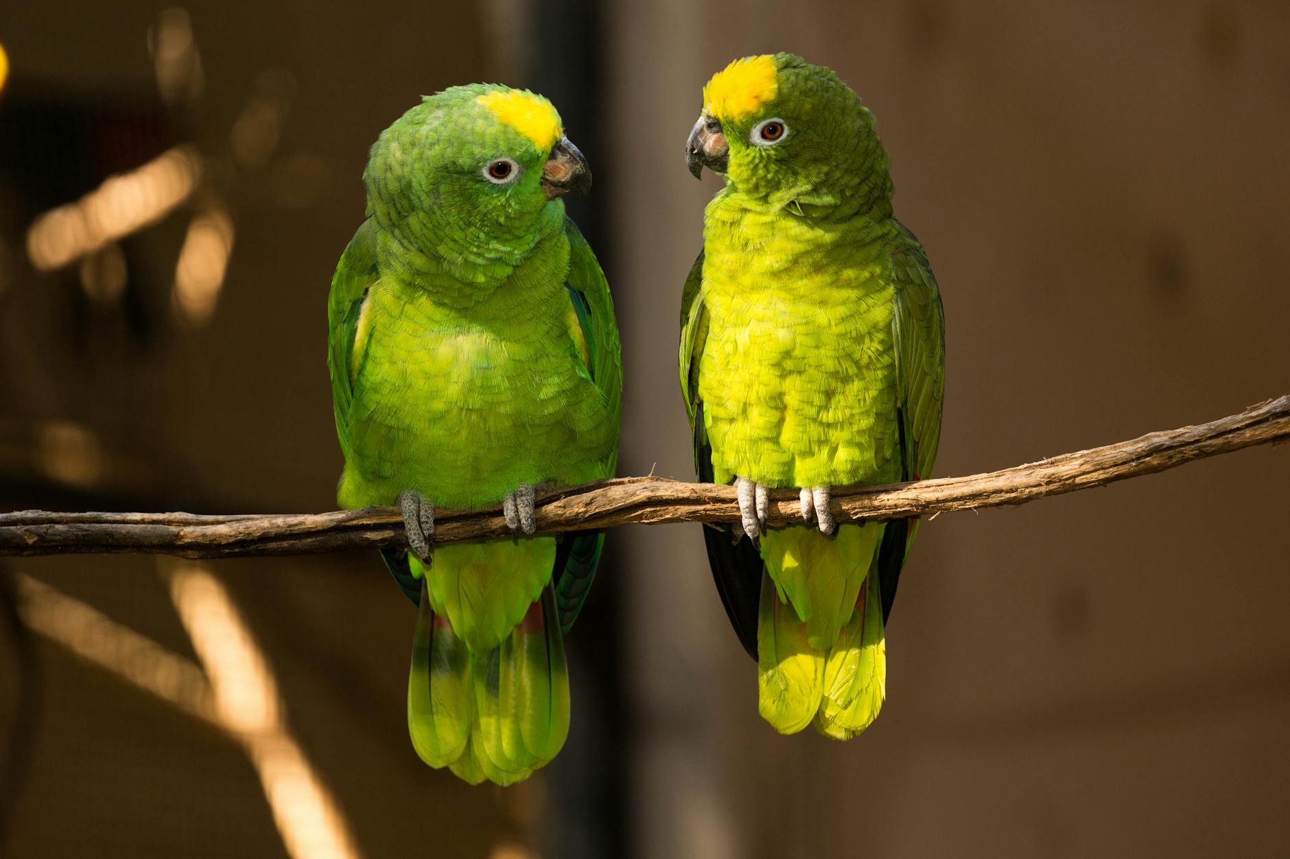 two green birds on branch