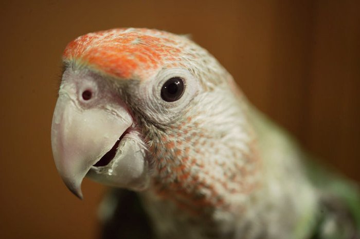 La dissenteria e l'enterite nei pappagalli